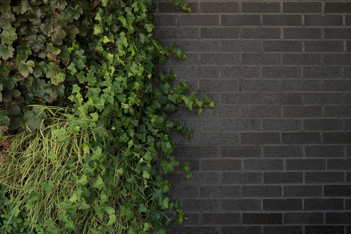 Black Brick and Ivy Architectural Detail